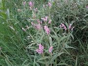 Persicaria_attenuata