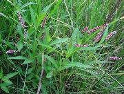 Persicaria_decipiens