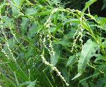 Persicaria hydropiper