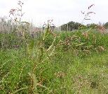 Persicaria lapathifolia