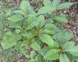 Phytolacca dioica Belhambra