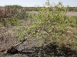 Salix Babylonica pekinensis Curly Willow