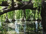 Salix babylonica Weeping willow