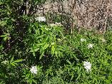 Sambucus Nigra Elderberry