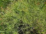 Schkuhria pinnata