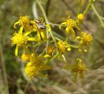 Senecio inornatus flower