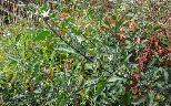 Solanum nigrum