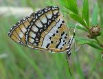 Spotted Joker underwing