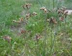 Tulbaghia leucantha Wild Garlic