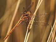 Two-striped Skimmer female by John Kelly