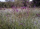 Verbena Bonariensis Purple Top