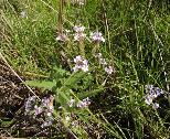 Verbena rigida 1