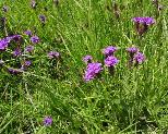 Verbena rigida 2