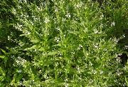 Veronica anagallis-aquatica