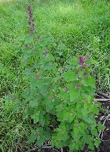 White goosefoot Chenopodium album