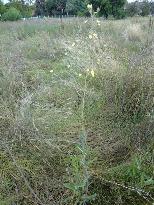 Wild lettuce Latuca serriola